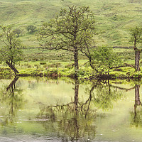 Buy canvas prints of Reflections on Cona Glen by AMANDA AINSLEY