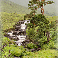 Buy canvas prints of Caledonian Scots Pines of Cona Glen by AMANDA AINSLEY