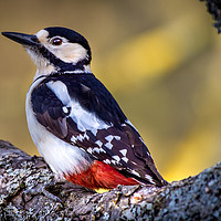 Buy canvas prints of Great Spotted Woodpecker  by AMANDA AINSLEY