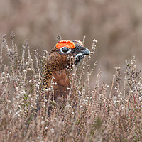 Buy canvas prints of The Red Grouse by AMANDA AINSLEY