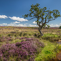 Buy canvas prints of Heather in Teesdale by AMANDA AINSLEY