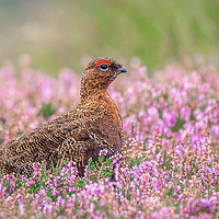 Buy canvas prints of Glorious Grouse by AMANDA AINSLEY