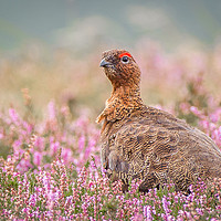 Buy canvas prints of Red Grouse on Moorland by AMANDA AINSLEY