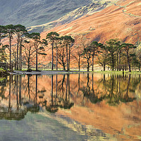 Buy canvas prints of Buttermere Pines by AMANDA AINSLEY