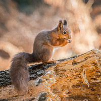 Buy canvas prints of Juvenile Red Squirrel by AMANDA AINSLEY