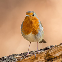 Buy canvas prints of Robin in Northumberland by AMANDA AINSLEY