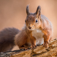 Buy canvas prints of Red Squirrel in Northumberland by AMANDA AINSLEY