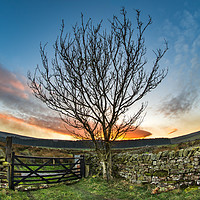 Buy canvas prints of Sunset at The Curvy Tree  by AMANDA AINSLEY