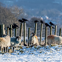 Buy canvas prints of Sheep and Rooks  by AMANDA AINSLEY