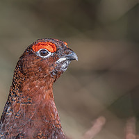 Buy canvas prints of Majestic Male Red Grouse Portrait by AMANDA AINSLEY