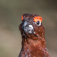 Buy canvas prints of Majestic Red Grouse of the Moorland by AMANDA AINSLEY