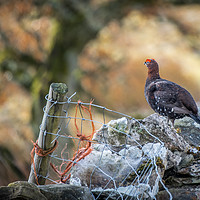 Buy canvas prints of Majestic Red Grouse in Wild Woodland by AMANDA AINSLEY