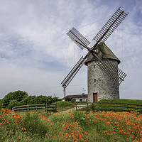 Buy canvas prints of The Majestic Beauty of Skerries Windmill and Poppi by AMANDA AINSLEY