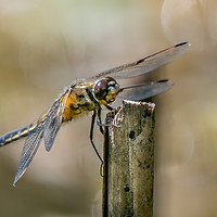 Buy canvas prints of Majestic Four Spotted Chaser Dragonfly by AMANDA AINSLEY