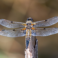 Buy canvas prints of Majestic Four Spotted Chaser Dragonfly by AMANDA AINSLEY