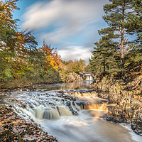 Buy canvas prints of Golden Autumn at Low Force by AMANDA AINSLEY