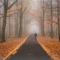 Buy canvas prints of Enchanting Autumn Woodland by AMANDA AINSLEY