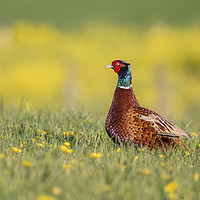 Buy canvas prints of Majestic Pheasant in a Summertime Meadow by AMANDA AINSLEY
