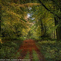 Buy canvas prints of Vibrant Autumn Woodland by AMANDA AINSLEY