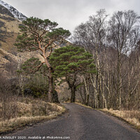 Buy canvas prints of Scots Pines up Glen Nevis by AMANDA AINSLEY