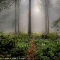 Buy canvas prints of Enchanting Autumn Woodland by AMANDA AINSLEY