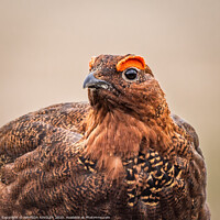 Buy canvas prints of Majestic Red Grouse on the Moor by AMANDA AINSLEY