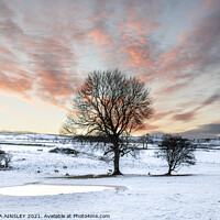 Buy canvas prints of Winter Sunset by AMANDA AINSLEY