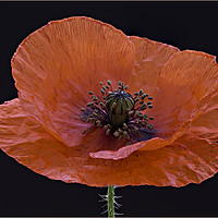 Buy canvas prints of Poppy by Keith Harris