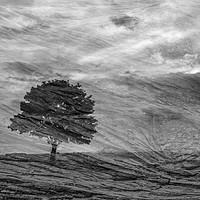 Buy canvas prints of Lonely Tree by Keith Harris