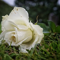 Buy canvas prints of A White Rose by Charles Little