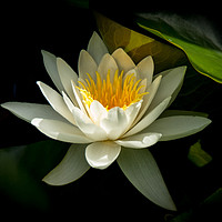 Buy canvas prints of White Lotus Flower by Charles Little