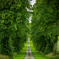 Buy canvas prints of Tree Lined Driveway by Charles Little