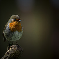 Buy canvas prints of 'Robin perched on a fork handle' by Mark Brownless