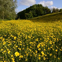Buy canvas prints of                                     Buttercups  by david edwards