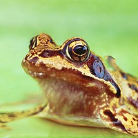 Buy canvas prints of Common Frog by philip myers