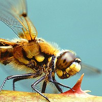 Buy canvas prints of Four Spotted Chaser dragonfly by philip myers