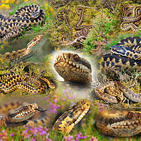 Buy canvas prints of Adder Montage by philip myers