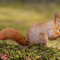 Buy canvas prints of Red Squirrel by Stephen Lipton