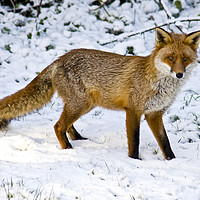 Buy canvas prints of Winter Fox by Stephen Lipton