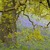 Buy canvas prints of Bluebell Meadow, The Trossachs, Scotland by Stephen Lipton
