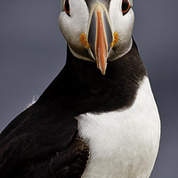 Buy canvas prints of Atlantic Puffin, Isle of May by Stephen Lipton