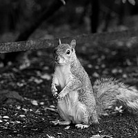 Buy canvas prints of Posing Squirrel by Anne McLuckie