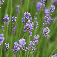 Buy canvas prints of Ladybird Lavender by Kama Frankling