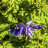 Buy canvas prints of Spring Bluebell growing in Hedge April  by Nick Jenkins