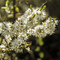 Buy canvas prints of Sloe or Blackthorn Blossom in April  by Nick Jenkins