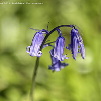Buy canvas prints of Solitary Bluebell Flower in a Bluebell Wood Brecon by Nick Jenkins