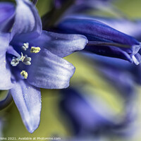 Buy canvas prints of Woodland Bluebell Flowers  Close up April Spring  by Nick Jenkins