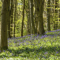 Buy canvas prints of The Bluebell Woods at Coed Cefn in the Brecon Beac by Nick Jenkins