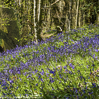 Buy canvas prints of Bluebell Woods Coed Cefn Crickhowell  by Nick Jenkins