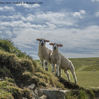 Buy canvas prints of Two Curious Lambs at Dunraven Bay  by Nick Jenkins